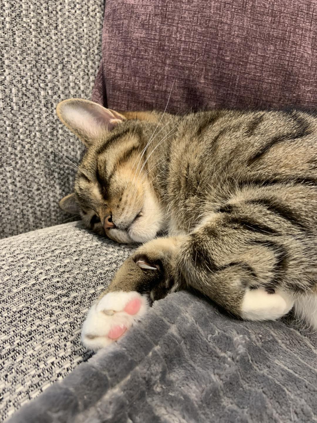 CuteCat