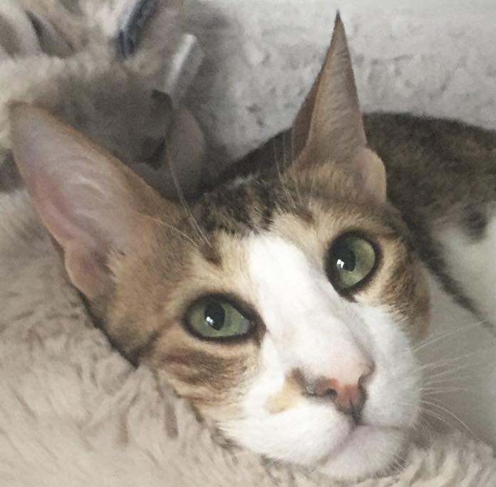 Home Cat 1