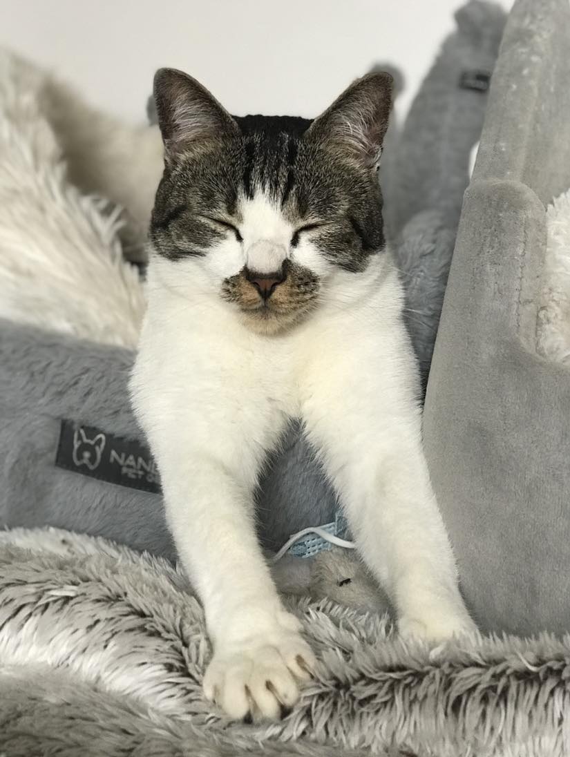 Home Cat 2