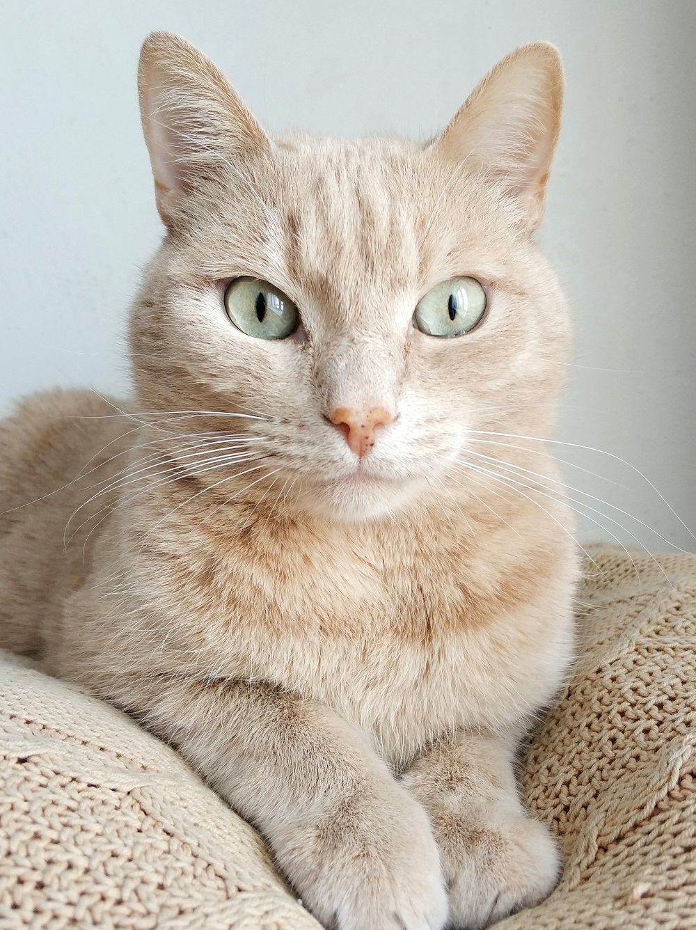 Home Cat 3