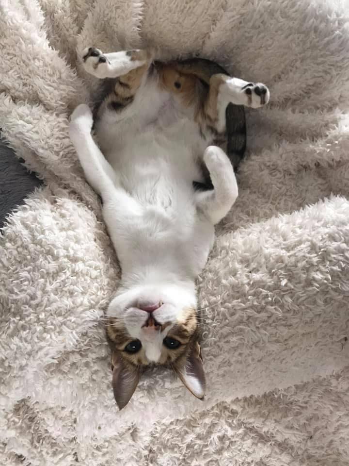 Home Cat 4