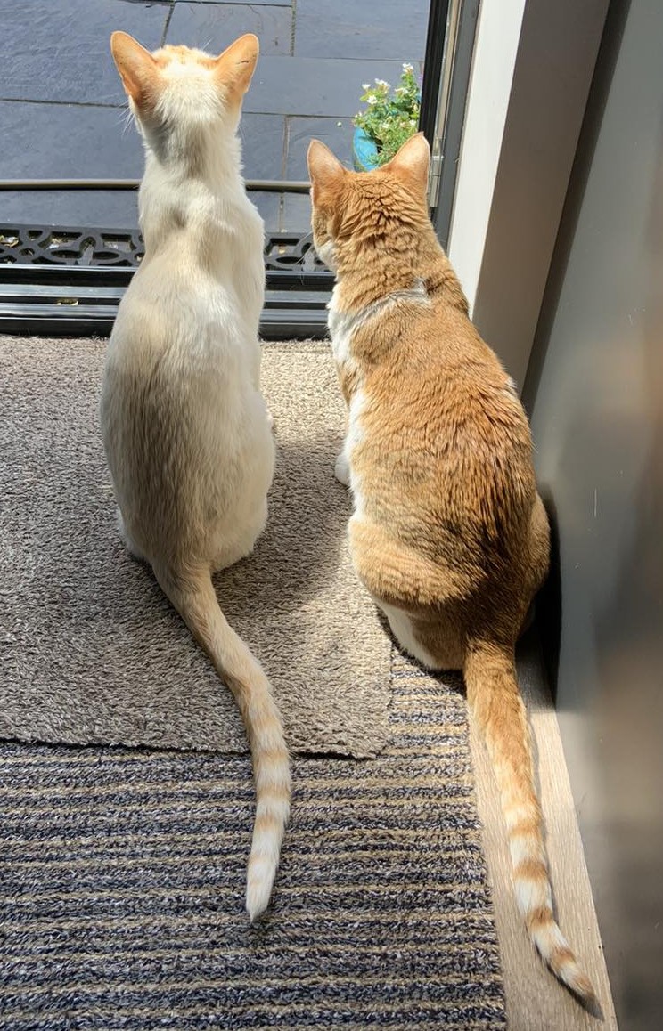 Two cats
