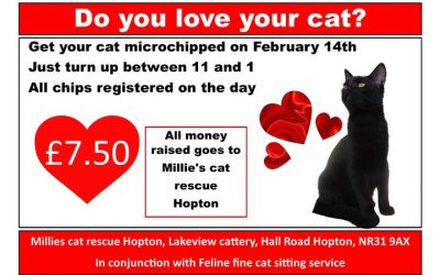 Do you love your cat?